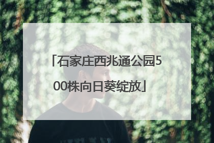 石家庄西兆通公园500株向日葵绽放
