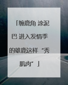 缠鹿角 涂泥巴 进入发情季的雄鹿这样“秀肌肉”