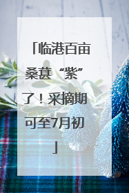 临港百亩桑葚“紫”了！采摘期可至7月初