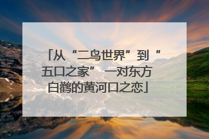 从“二鸟世界”到“五口之家” 一对东方白鹳的黄河口之恋