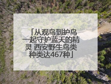 从观鸟到护鸟 一起守护蓝天的精灵 西安野生鸟类种类达467种