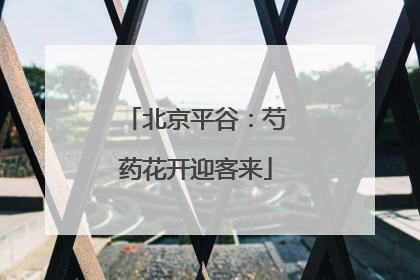 北京平谷：芍药花开迎客来