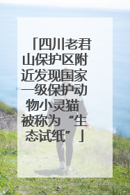 四川老君山保护区附近发现国家一级保护动物小灵猫 被称为“生态试纸”