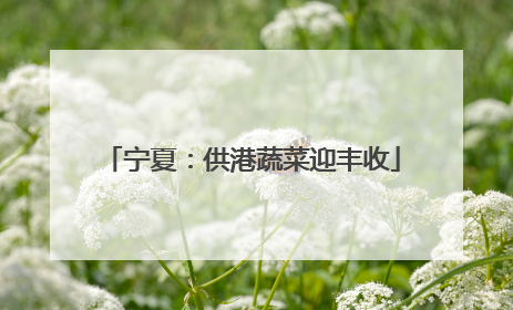 宁夏：供港蔬菜迎丰收