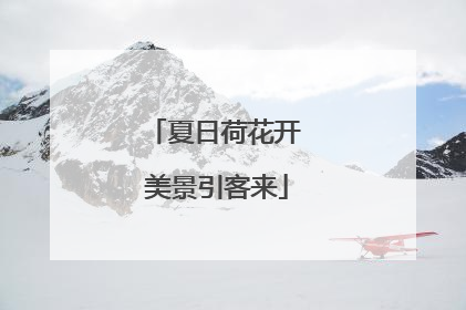 夏日荷花开 美景引客来