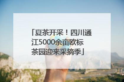 夏茶开采！四川通江5000余亩欧标茶园迎来采摘季