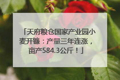 天府粮仓国家产业园小麦开镰：产量三年连涨，亩产584.3公斤！