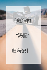 斑海豹“汤圆”归海记