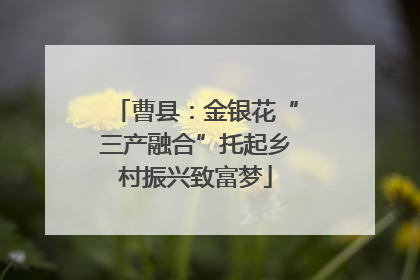 曹县：金银花“三产融合”托起乡村振兴致富梦