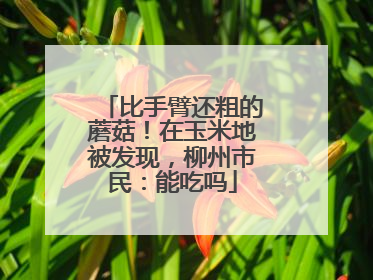 比手臂还粗的蘑菇！在玉米地被发现，柳州市民：能吃吗