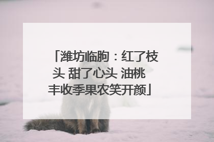 潍坊临朐：红了枝头 甜了心头 油桃丰收季果农笑开颜