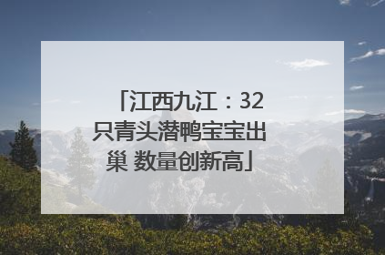 江西九江：32只青头潜鸭宝宝出巢 数量创新高