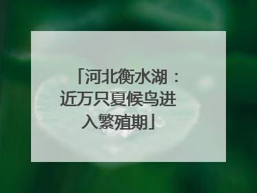 河北衡水湖：近万只夏候鸟进入繁殖期