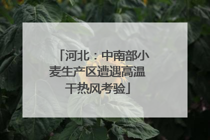 河北：中南部小麦生产区遭遇高温干热风考验