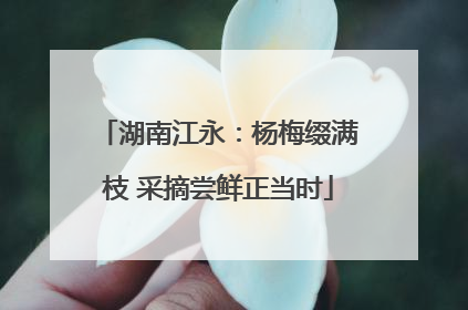 湖南江永：杨梅缀满枝 采摘尝鲜正当时