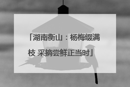 湖南衡山：杨梅缀满枝 采摘尝鲜正当时