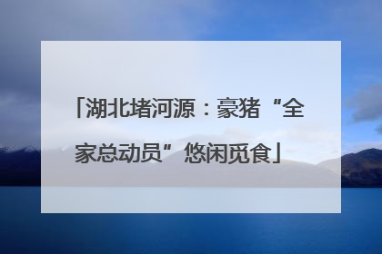 湖北堵河源：豪猪“全家总动员”悠闲觅食