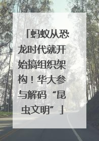 蚂蚁从恐龙时代就开始搞组织架构！华大参与解码“昆虫文明”