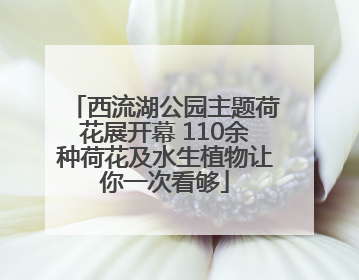 西流湖公园主题荷花展开幕 110余种荷花及水生植物让你一次看够