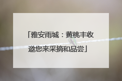 雅安雨城：黄桃丰收 邀您来采摘和品尝