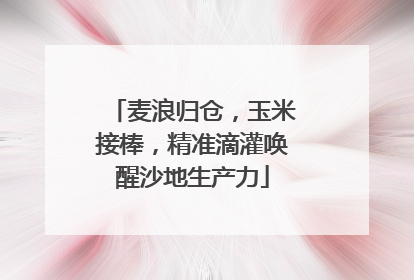 麦浪归仓，玉米接棒，精准滴灌唤醒沙地生产力