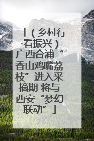 （乡村行·看振兴）广西合浦“香山鸡嘴荔枝”进入采摘期 将与西安“梦幻联动”