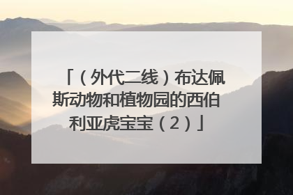 （外代二线）布达佩斯动物和植物园的西伯利亚虎宝宝（2）