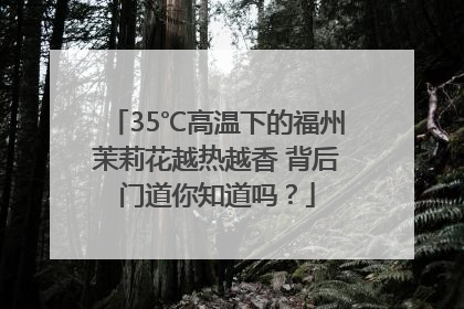 35℃高温下的福州茉莉花越热越香 背后门道你知道吗？